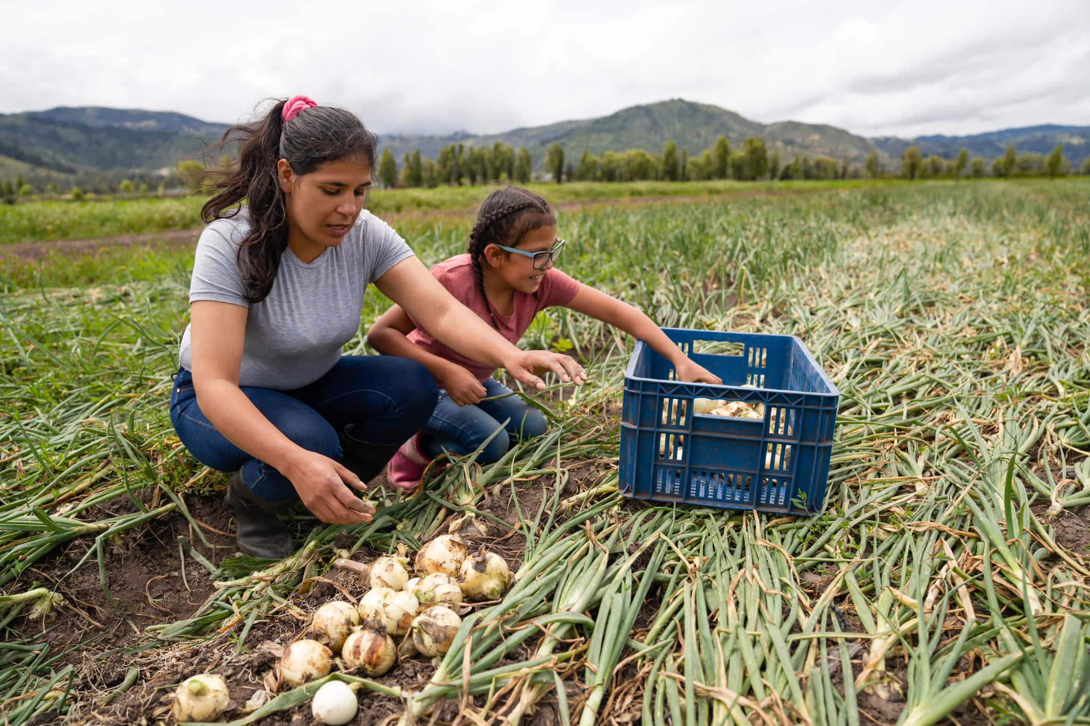 Latin American woman harvesting onions with the help of her daughter while working at a farm- agriculture concepts
