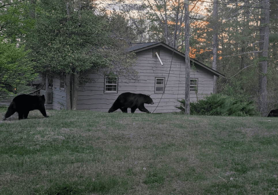 Multiply Conference Bears
